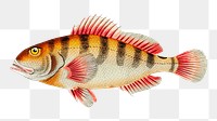 Png hand drawn fish fulvous sparus illustration