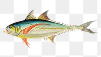 Png hand drawn fish rottlerian mackerel clipart