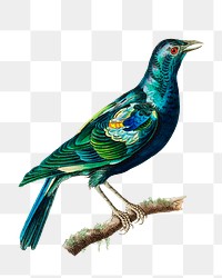 Png hand drawn bird green stare illustration 