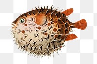 Png hand drawn fish round diodon illustration