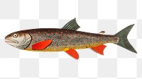 Png hand drawn salvelin trout fish illustration 