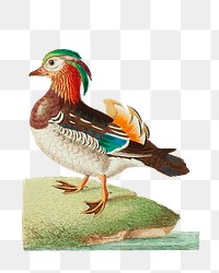 Png hand drawn bird chinese teal clipart