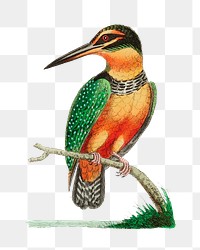 Png hand drawn bird spotted kingfisher illustration