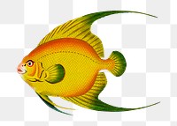 Png hand drawn fish golden chaetodon illustration