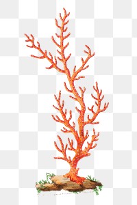 Png sticker flat gorgonia coral illustration