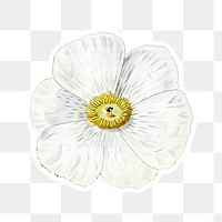 White blooming Mexican poppy png floral illustration