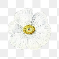 Poppy flower blooming png cut out sticker