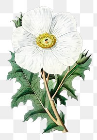 Vintage Mexican poppy png blooming illustration