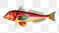 Png hand drawn fish red gurnard illustration