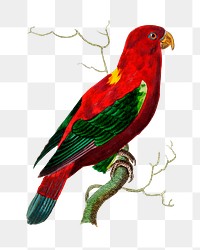 Png hand drawn bird scarlet lorry vintage clipart