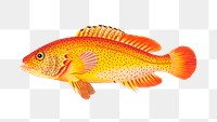 Png hand drawn golden holocentrus fish clipart