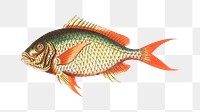 Png hand drawn red tailed sparus fish illustration