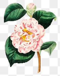 Blooming pink camellia png hand drawn botanical illustration