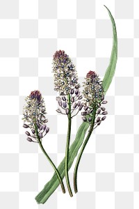 Vintage meadow squill flower png illustration floral drawing