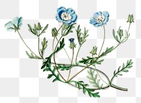 Blue nemophila png spring flower botanical vintage illustration