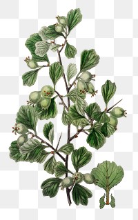 Littlehip hawthorn flower png botanical vintage illustration
