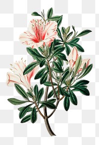 Blooming pink azalea png hand drawn floral illustration
