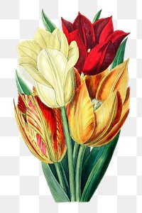 Tulip png spring flower botanical vintage illustration