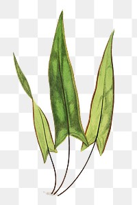 Doryopteris Sagittaefolia fern leaf illustration transparent png