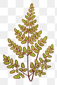 Cheilanthes Pteroides fern leaf illustration transparent png