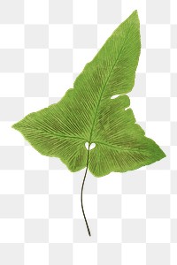 Asplenium Palmatum fern leaf illustration transparent png