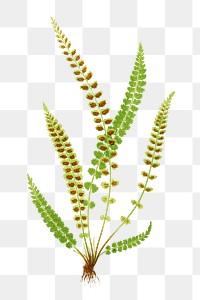 Asplenium Viride (Green Spleenwort) fern leaf illustration transparent png
