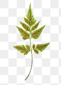 Asplenium pumilum fern leaf illustration transparent png