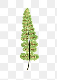 Asplenium Petrarchae fern leaf illustration transparent png