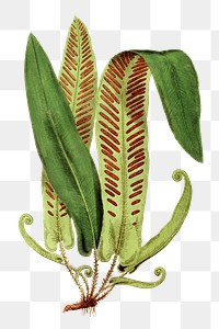 Asplenium Vulgare fern leaf illustration transparent png