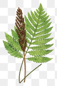 Onoclea Sensibilis (Sensitive Fern) fern leaf illustration transparent png