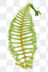 Dryopteris Filix&ndash;Mas Cristata fern leaf illustration transparent png