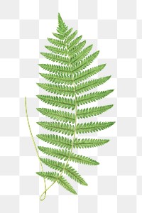 Aspidium Thelypteris fern leaf illustration transparent png
