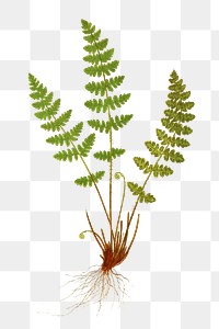 Woodsia Ilvensis (Oblong Woodsia) fern leaf illustration transparent png