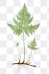 Cystopteris Montana (Mountain Bladderfern) fern leaf illustration transparent png