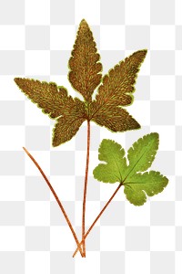 Hemionitis Palmata (Star Fern) fern leaf illustration transparent png