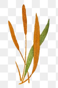 Acrostichum Cuspidatum fern leaf illustration transparent png