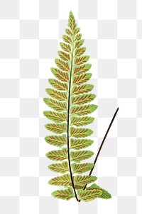 Asplenium Marinum (Sea Spleenwort) fern leaf illustration transparent png
