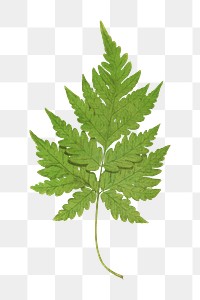 Aspidium Cicutarium fern leaf illustration transparent png