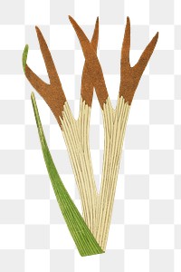 Platycerium Alcicorne (Staghorn Fern) fern leaf illustration transparent png