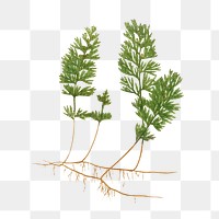 H. Tunbridgense fern leaf illustration transparent png