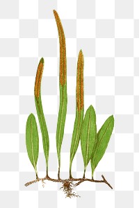 Niphobolus Pertusus fern leaf illustration transparent png