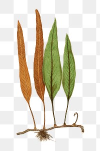 Niphobolus ingua fern leaf illustration transparent png