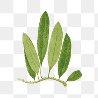 Polypodium Squamulosum fern leaf illustration transparent png