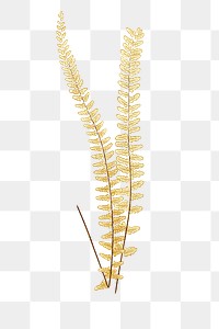 Nothochloena Trichomanoides fern leaf illustration transparent png