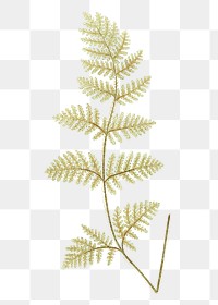 Nothochloena Eckloniana fern leaf illustration transparent png
