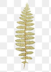 N. Squamosa fern leaf illustration transparent png