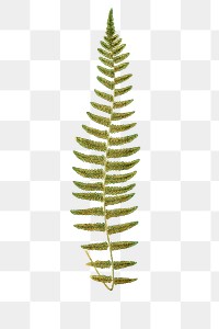P. Asplenioides fern leaf illustration transparent png