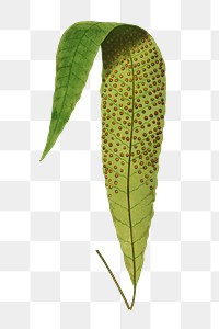 P. Repens fern leaf illustration transparent png
