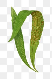 Polypodium Nitidum fern leaf illustration transparent png