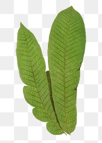 Polypodium Musaefolium fern leaf illustration transparent png